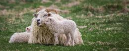 A proud mother with her two lambs