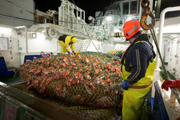 Veitt magn af uppsjávarfiski var rúmum 314 þúsund tonnum meira en af botnfiski.