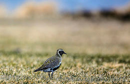 A European golden plover.