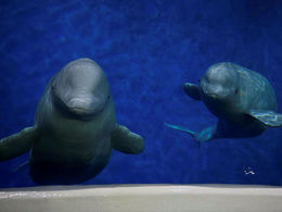 The belugas Little White and Little Gray are scheduled to arrive in Keflavík on April 16.