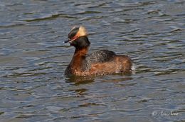 One of the horned grebes on Reykjavík Pond.
