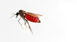 Biting midges have become quite a nuisance in parts of Iceland.