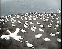 Being able to watch the birds live is quite a treat.