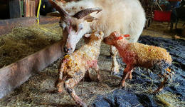 Gyða and her newborn ram lambs.