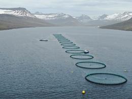 Sjókvíar Fáskrúðsfirði. Framleiðsla laxeldisins jókst töluvert á nýliðnu ári, eða um 27%. Búist er við að sett verði nýtt met á þessu ári.