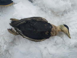 A dead common eider, covered in oil.