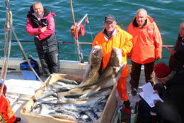 Great catch of cods not far from the harbour.