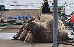 People are wondering if the walrus is the same one who took to the pier in Breiðdalsvík last month, and they call Thor.