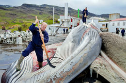 Whale being cut in Hvalfjörður fjord.