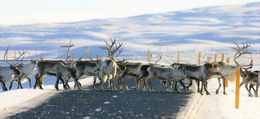 Reindeer descending onto roads in the lowlands can create a traffic hazard.