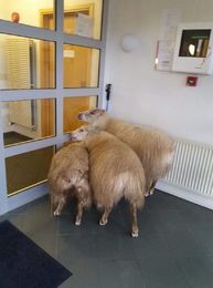 Unusual visitors at the healthcare centre.