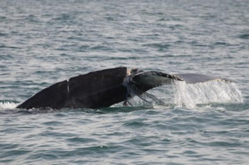 Humpback whale rescue successful - Iceland Monitor