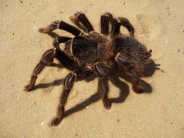 Tarantula.