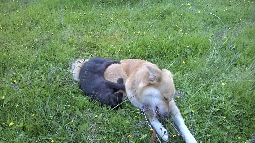 Arctic fox who is best friends with a dog - Iceland Monitor