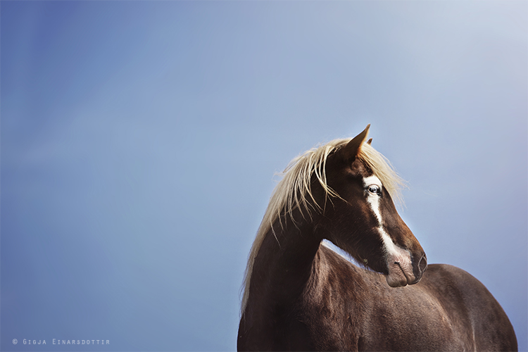 the incredible blueeyed horses of iceland  iceland monitor