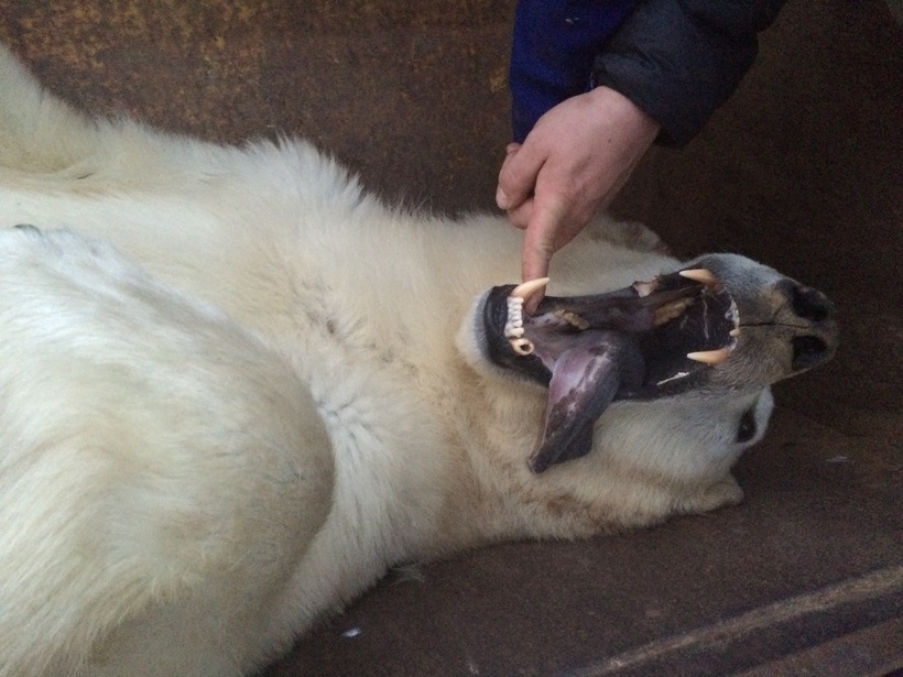 Killing Polar Bears In Iceland Only Logical Thing To Do Iceland Monitor