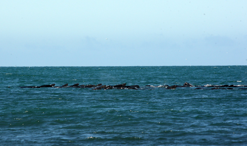 Photos: Mass Pilot Whale Death in Snæfellsnes, West Iceland