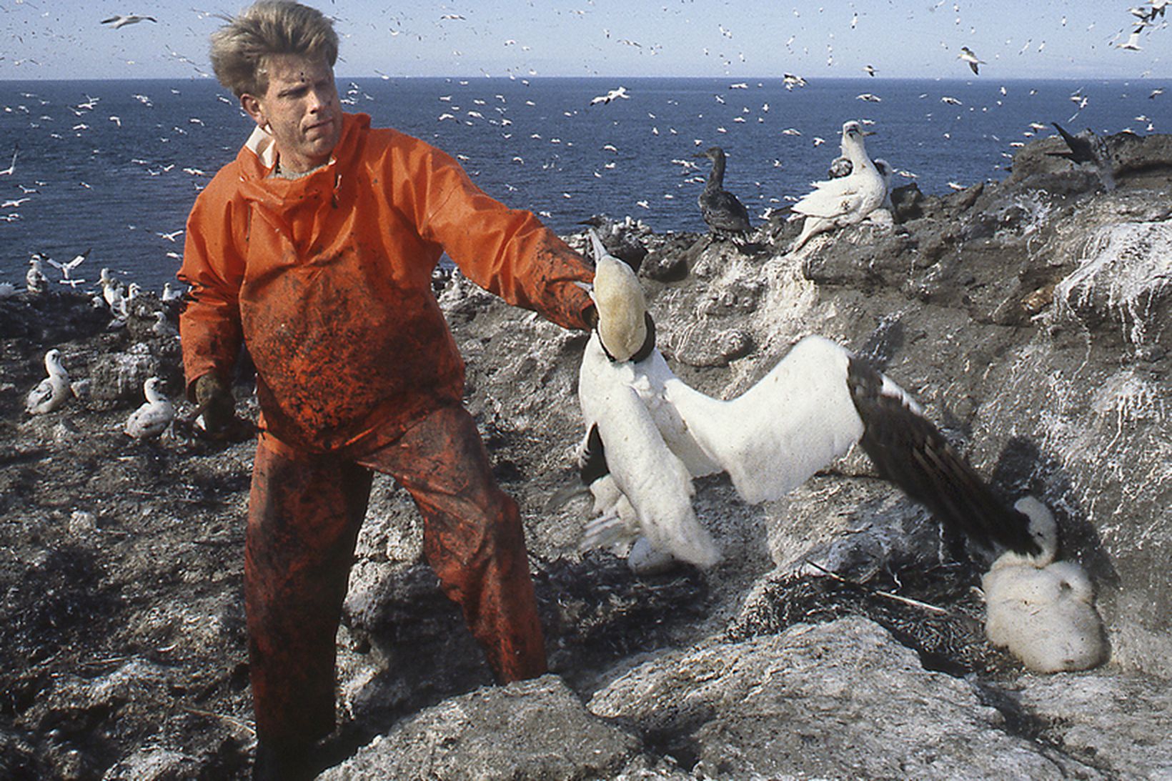 Trausti Tryggvason tók þátt í súlnamerkingunum í Eldey 1982 ásamt …