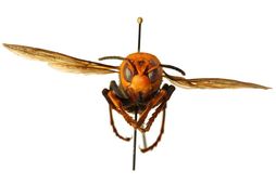 Drápsvespur í Japan þykir hið mesta lostæti og er nú fáanlegar á veitingastöðum í Bandaríkjunum.