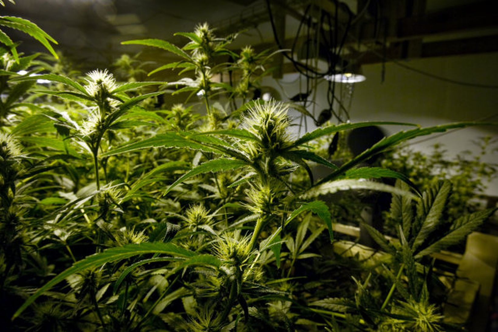 Frá kannabisræktun á Esjumelum á Kjalarnesi sem nýlega var lokað