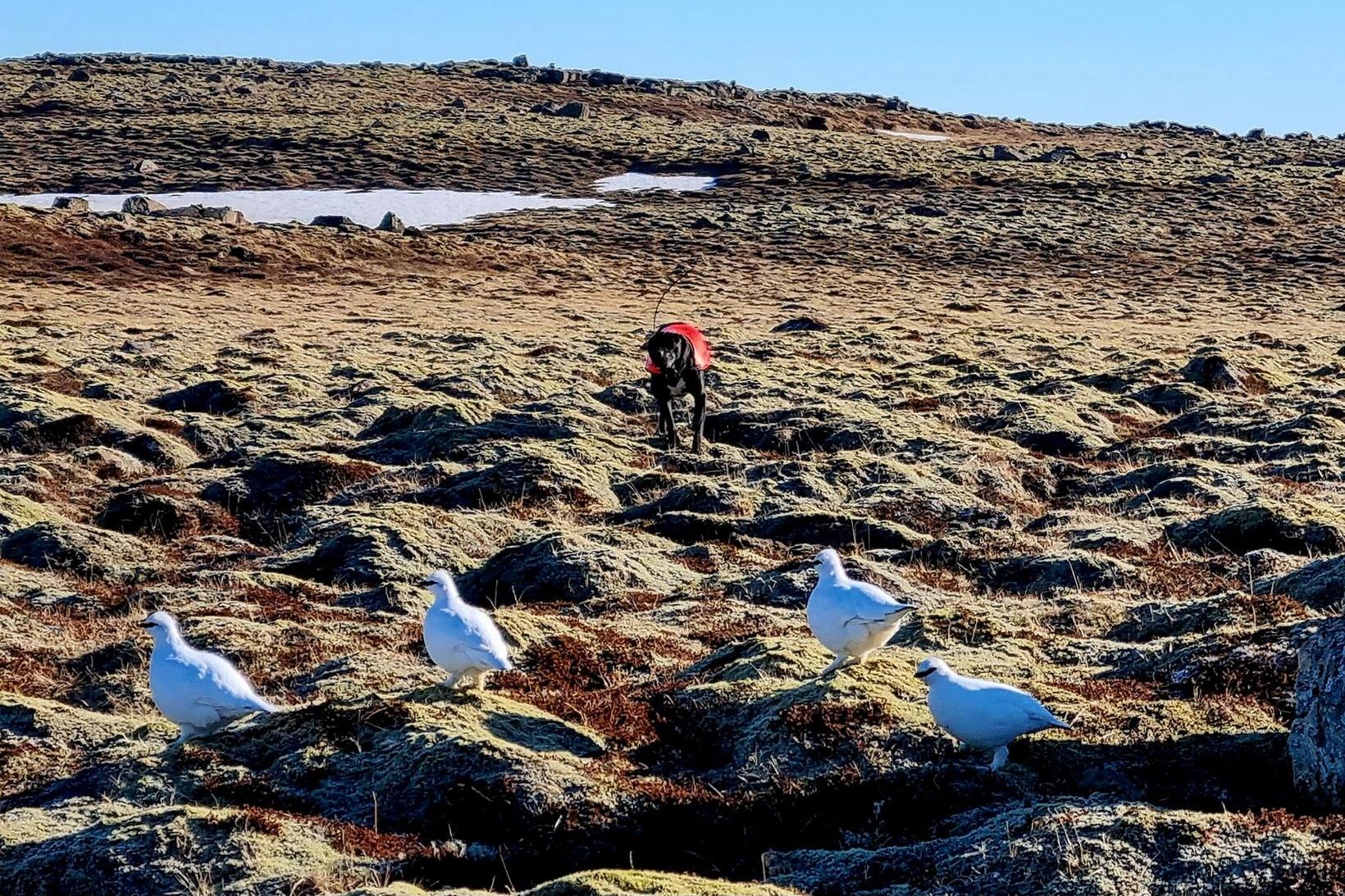 Töluvert magn er af rjúpu á Mosfellsheiðinni. Ásgeir Heiðar tók …