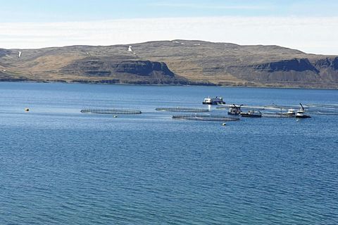 Patreksfjörður Mikið er um að vera við sjóeldið. Starfsmenn á fjölda vinnubáta eru að störfum. …