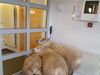 Unusual visitors at the healthcare centre.
