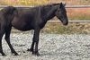 „Sannarlega verið að flytja hesta“