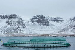 Arnarlax er með eldi í fjörðum Vestfjarða.