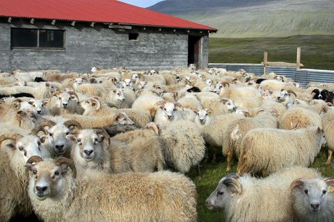 Bændur fá meira fyrir innleggið en boðað var fyrr í haust.