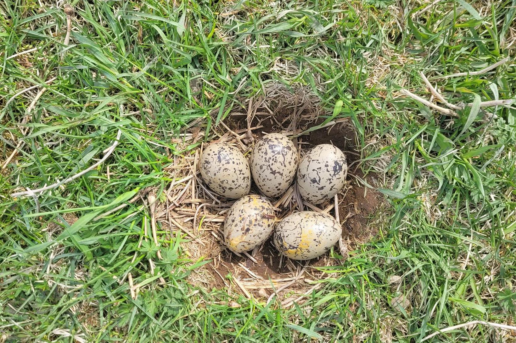 Hér má sjá mynd af hinu sjaldgæfa fimm eggja tjaldshreiðri.
