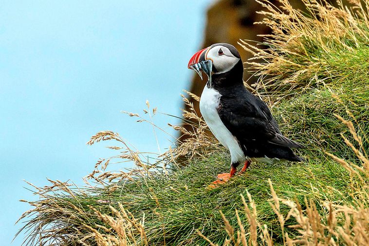 The Secret of This Puffin's Big Beak