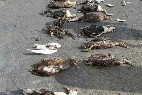 Carcasses at Stafnes point, Heimaey island.