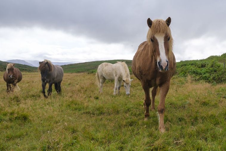 Icelandic Horses Exported for Billions - Iceland Monitor