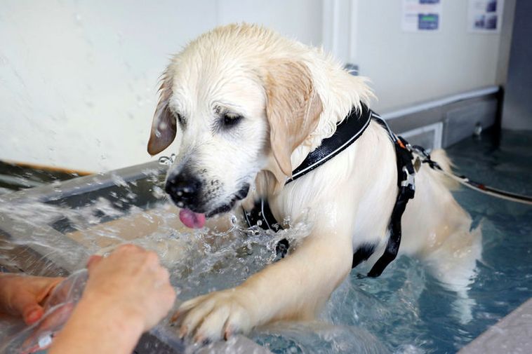 Golden Retriever Þór, enjoying physical therapy.