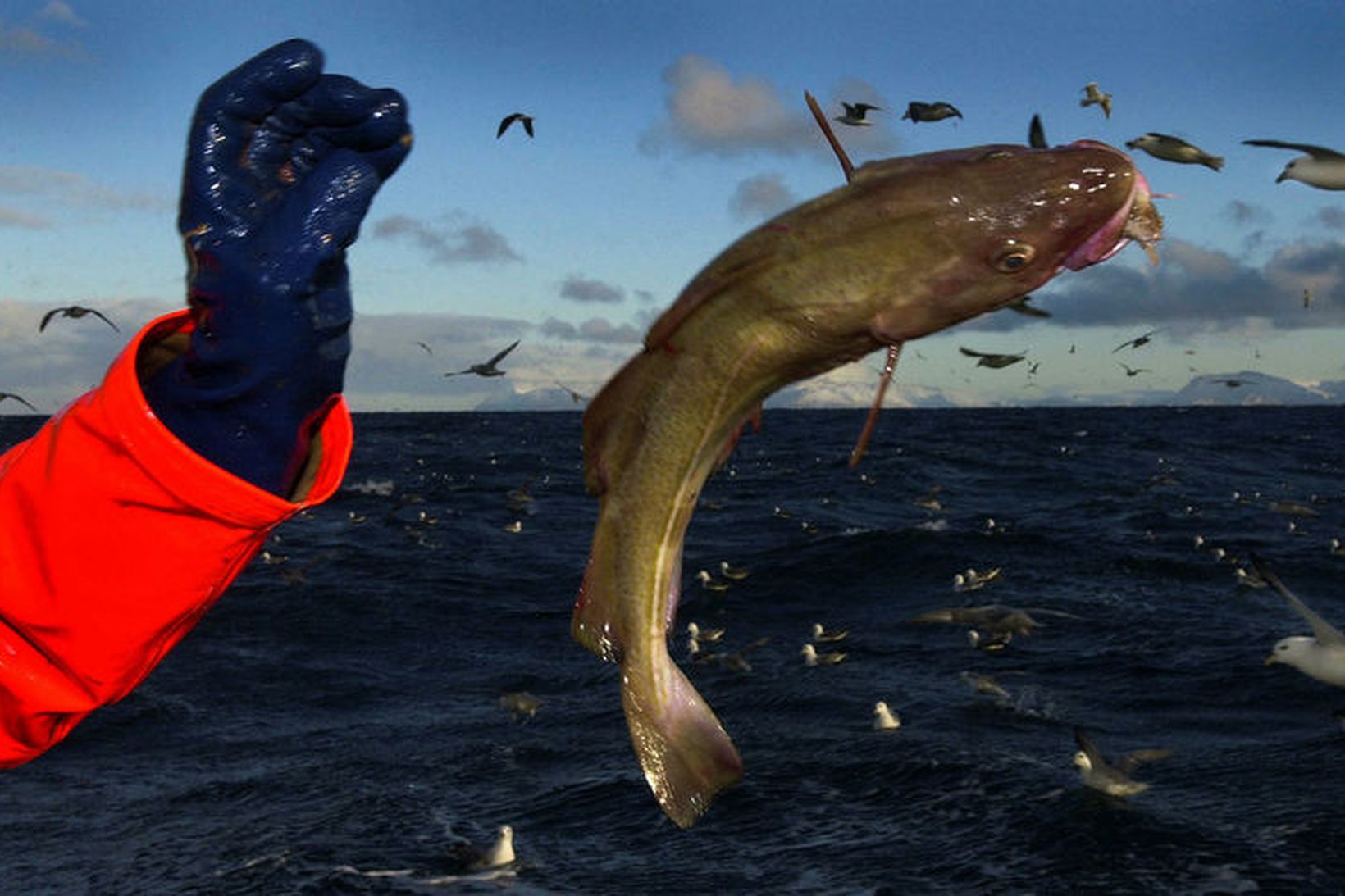 Fjölda báta hafa verið veiðileyfissviptir vegna brottkasts á fiskveiðiárinu 2022/2023.