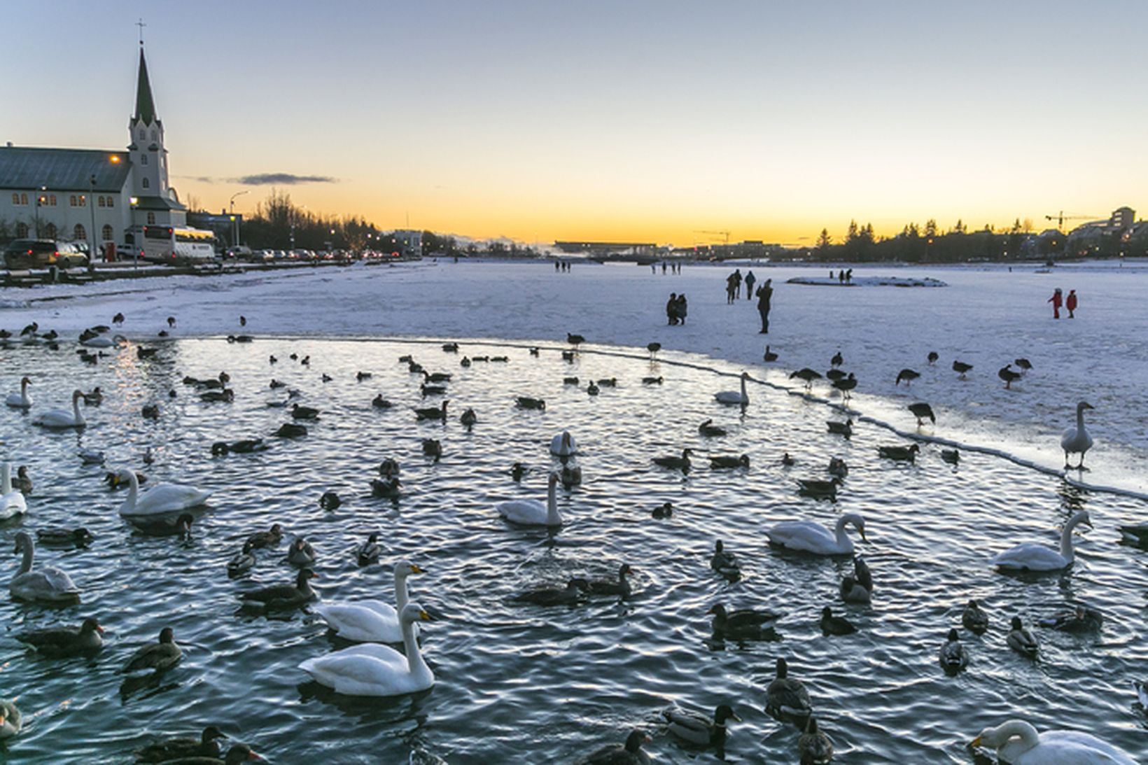 Tjörnin í miðborg Reykjavíkur.