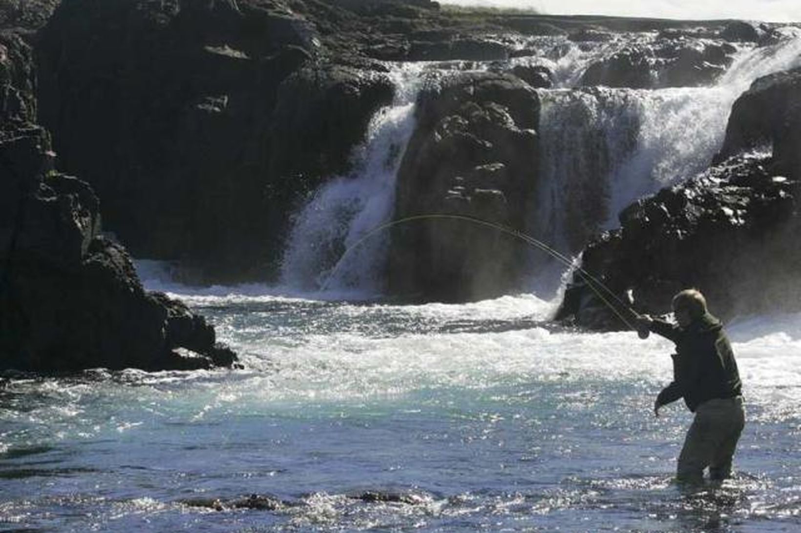 Veiðimaður kastar á Strengina í Langá. Mikið magn af smálaxi …