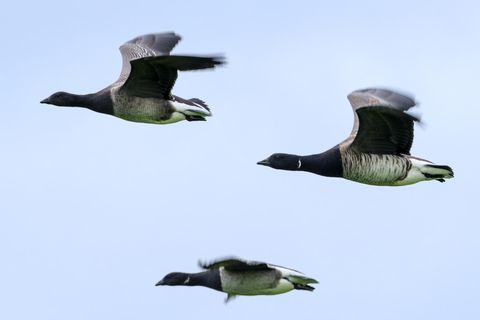 Brants, flying over Seltjarnarnes, near Reykjavík.