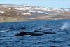 Afhenda Alþingi 360.000 undirskriftir í dag