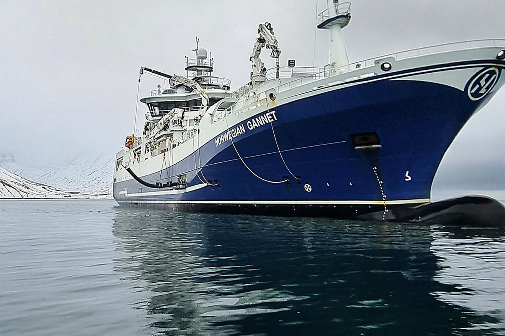 Sláturskipið Norwegian Gannett er að athafna sig við laxakvíarnar á …