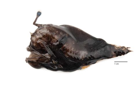 Þverhyrna (Lophodolos acanthognadus) veiddist í fyrsta sinn í haustrallinu.