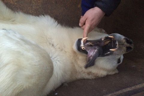 The bear killed this weekend.