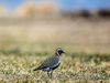 Two golden plovers were seen in Eyrarbakki and one in Sandgerði this week.