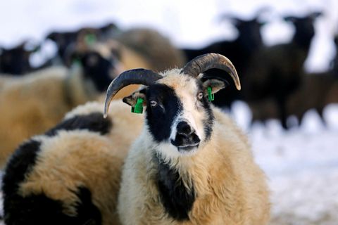 Kostnaður vegna viðgerða varnarlína árið 2022 var 33.199.172 krónur og árið þar á undan 38.069.395 …