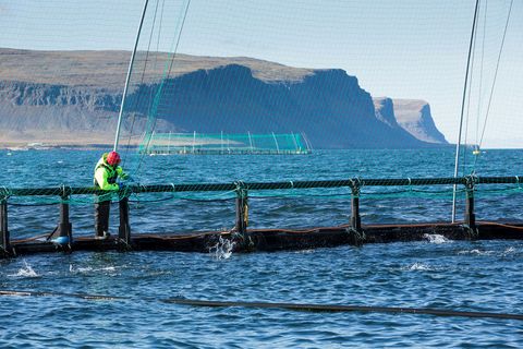 Arctic Fish er með eldi í nokkrum fjörðum Vestfjarða.