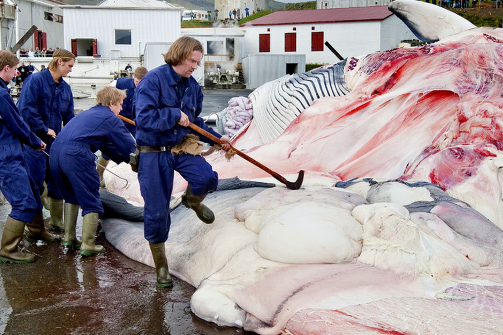 Sérstakar reglur heimila hvalskurð og þar með verkun kjötsins undir …
