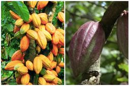 Kakó tré, á latneska fræðiheitinu Theobroma Cacao eru ræktuð í hitabeltinu.