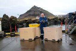 Guðmundur Már Ívarsson hafnarvörður kátur með gang mála á Arnarstapa