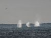 The humpback whales could be seen spraying seawater from their blowholes.